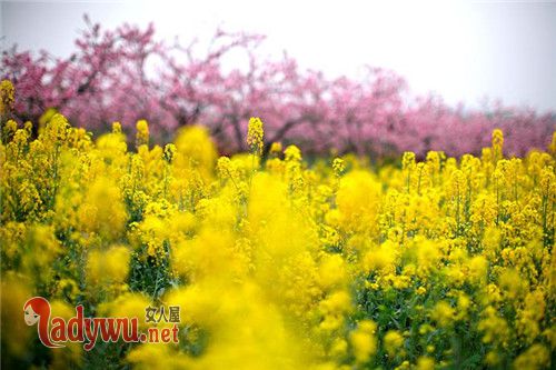 为什么清明节总是下雨
