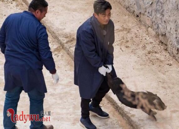 王宝强下乡抓猪