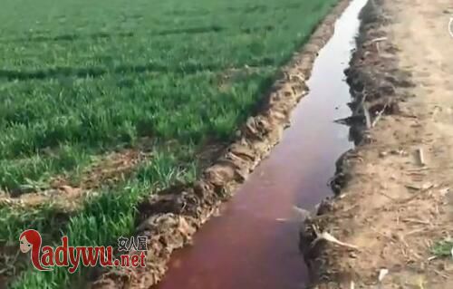 央视调查红水浇地