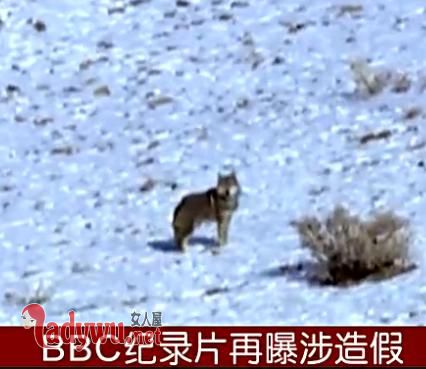 BBC纪录片造假