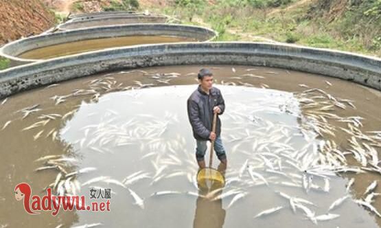 万余条中华鲟死亡
