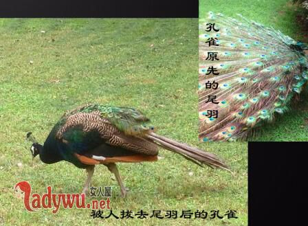 孔雀遭游客拔毛