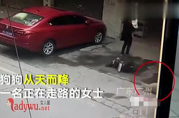 天降大狗砸中路人