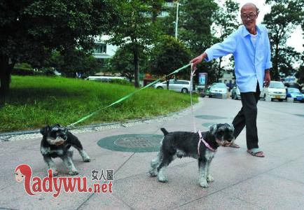 老人公园遛狗中箭