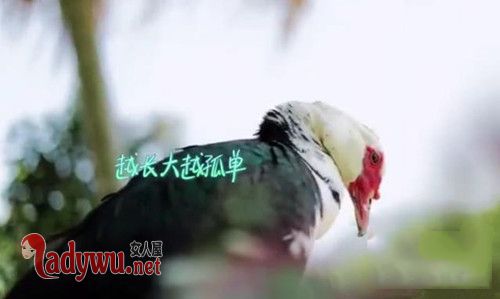 向往的生活彩灯是大雁还是鸭子