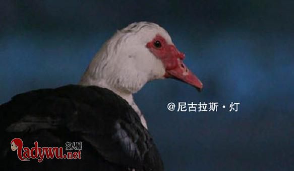向往的生活彩灯是大雁还是鸭子