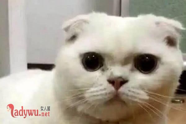 刘二豆是什么品种的猫