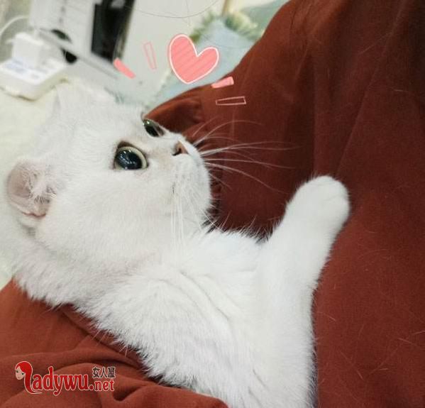 刘二豆是什么品种的猫