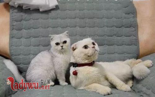 刘二豆是什么品种的猫