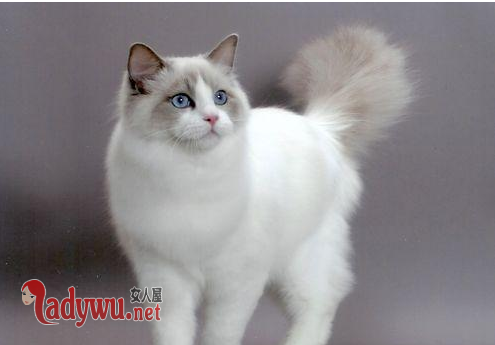 买房当猫宅被投诉