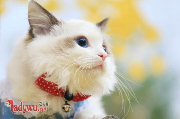 买房当猫宅被投诉