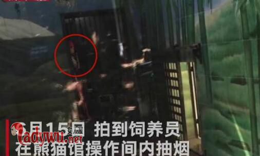 武汉大熊猫遭虐待