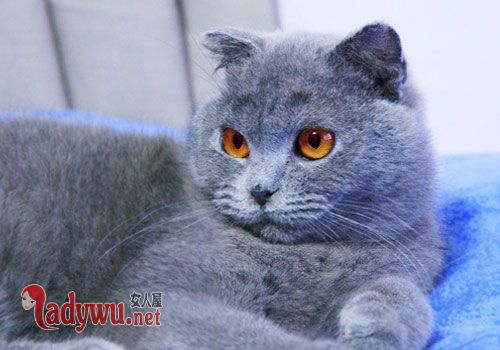 猫咪中毒输狗血