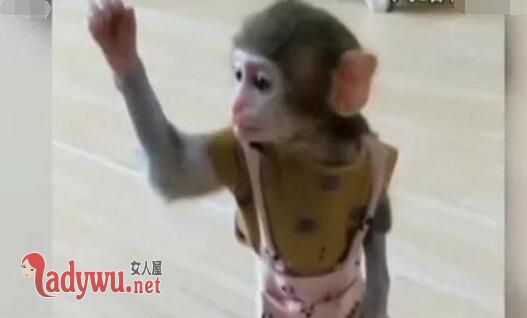 直播养猴牵出大案