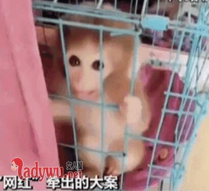 直播养猴牵出大案