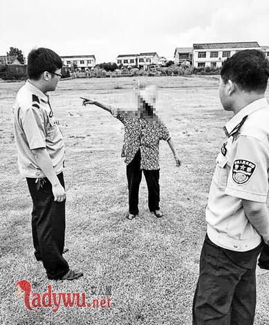 科研玉米被偷摘