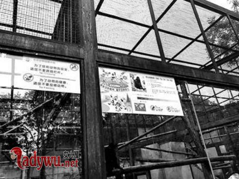 游客挂面喂猴成灾