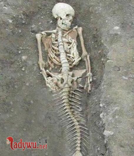澳大利亚发现美人鱼