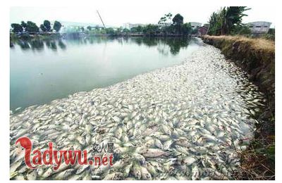 梦见鱼死了是什么意思