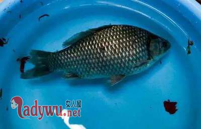 梦见鱼死了是什么意思