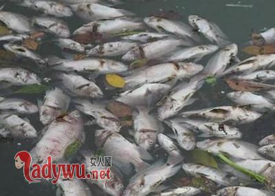 梦见鱼死了是什么意思