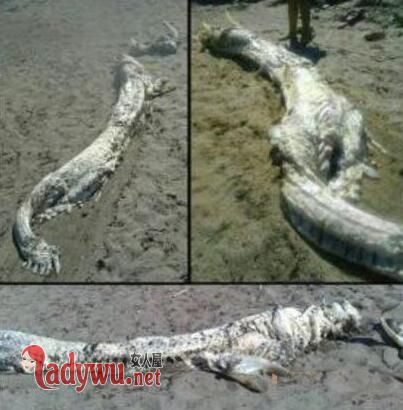 中国发现一条水下真龙