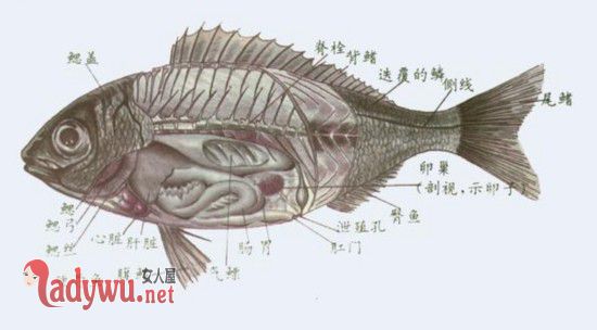 解剖鲫鱼保送清华