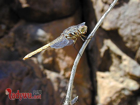 唐山大地震出现巨兽怎么回事