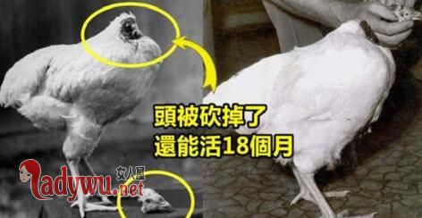 无头鸡不死之谜揭开