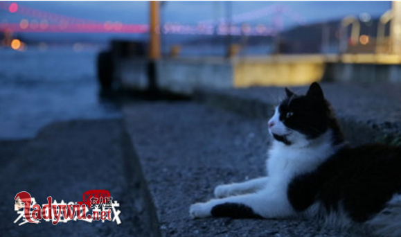 爱猫之城什么时候上映