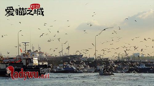 爱猫之城什么时候上映