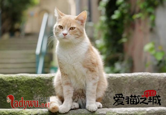 爱猫之城的原型是哪个国家