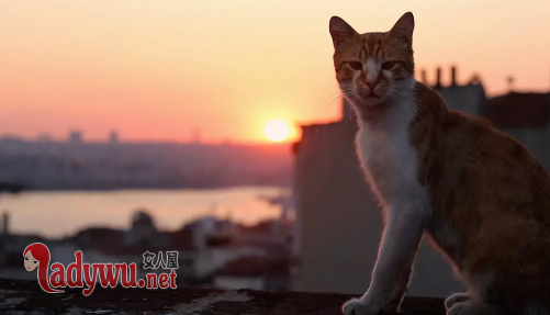 爱猫之城的原型是哪个国家