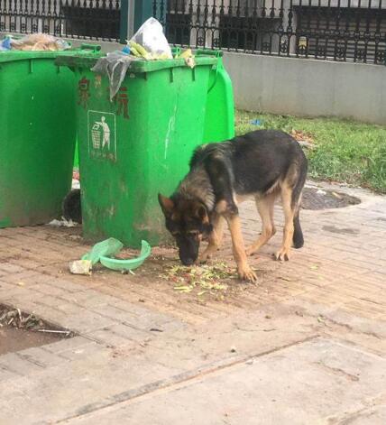 警犬被盗事件通报