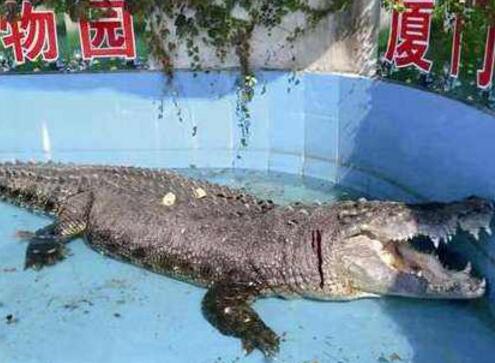游客砸伤亚洲鳄鱼