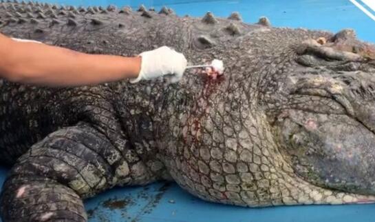游客砸伤亚洲鳄鱼