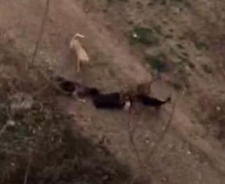 老太遭恶犬撕咬