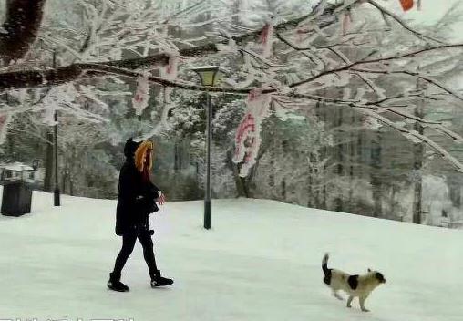 大雪封山救我狗命