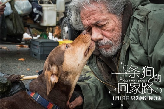 一条狗的回家路和一条狗的使命有什么关系