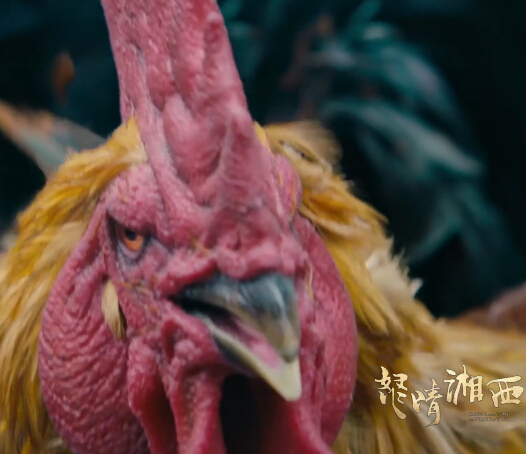 怒晴湘西的怒晴是什么意思