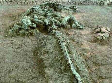 东北掉下一条真龙是真的吗