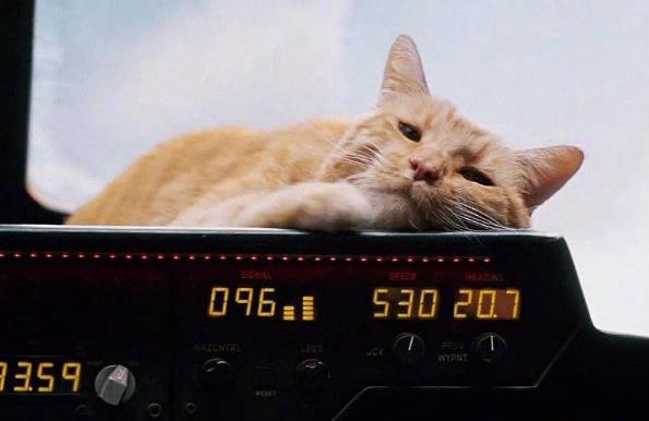惊奇队长的猫叫什么