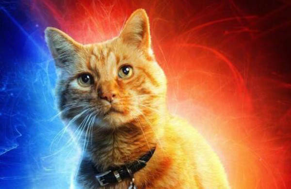 惊奇队长的猫叫什么