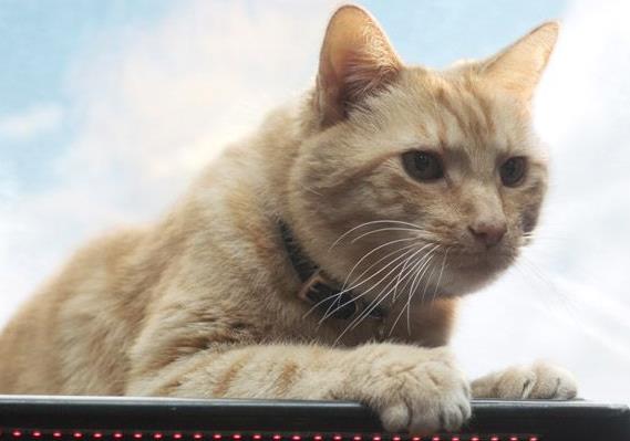惊奇队长的猫的能力是什么