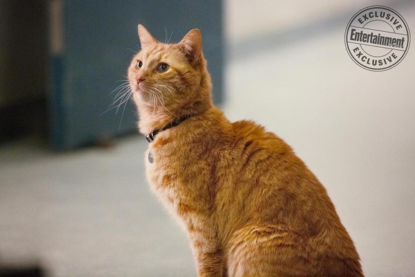 惊奇队长的猫的能力是什么