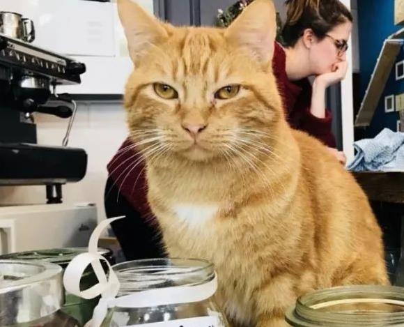 惊奇队长的猫是什么兽