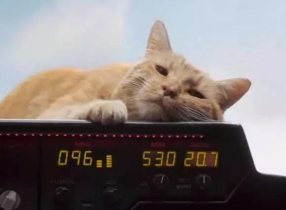 惊奇队长的猫是什么兽