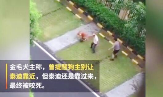打死金毛犬被刑拘