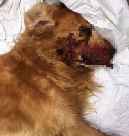 打死金毛犬被刑拘