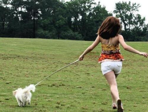 打死金毛犬被刑拘